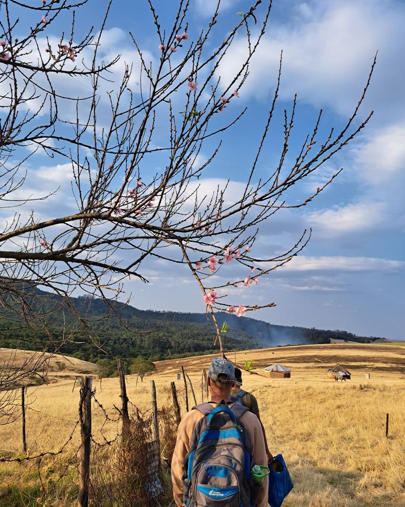 Team member walking past blossoms towards village homes